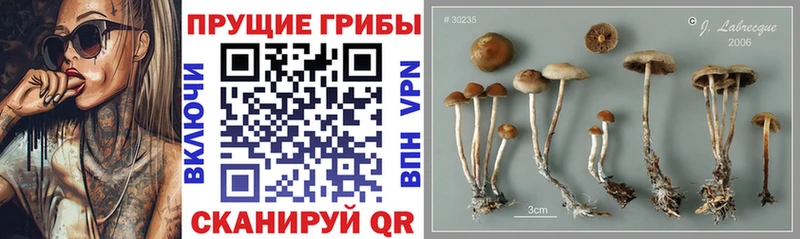 Купить где  Бийск  Псилоцибиновые грибы Magic Shrooms 
